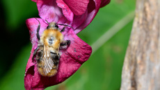 Ackerhummel (14).jpg